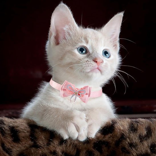 Chaton blanc aux yeux bleus avec collier chaton nœud papillon rose et strass