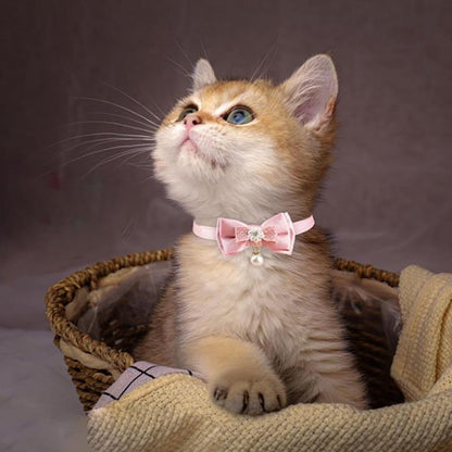Chaton british golden dans un panier avec collier rose nœud papillon et perle