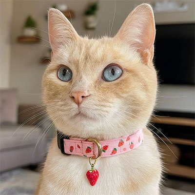 Chat aux yeux bleus avec collier rose fraise Minou Loft™