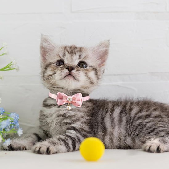 Chaton américain tabby argenté avec collier chaton rose nœud papillon et clochette