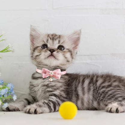 Chaton américain tabby argenté avec collier chaton rose nœud papillon et clochette
