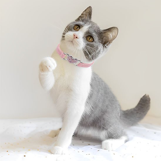 Collier rose velours pour chatte avec charm cœur strass - chat gris et blanc