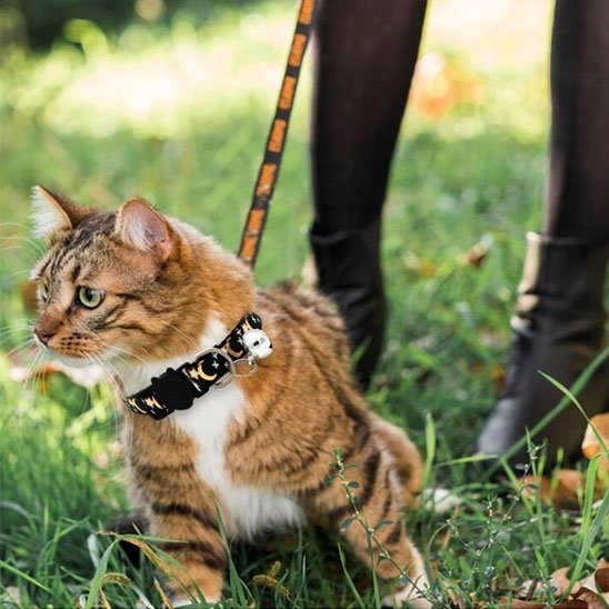 CollierChat tigré en laisse portant un collier noir étoilé en extérieur