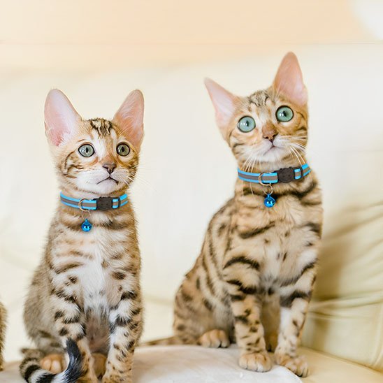  Deux chatons bengal avec collier réfléchissant bleu