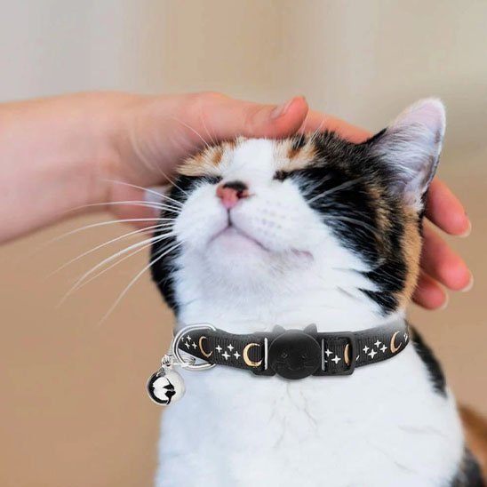Gros plan d'un chat noir et blanc portant un collier noir lune et étoiles