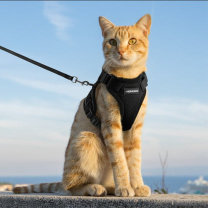 Harnais chat noir premium - balade en extérieur