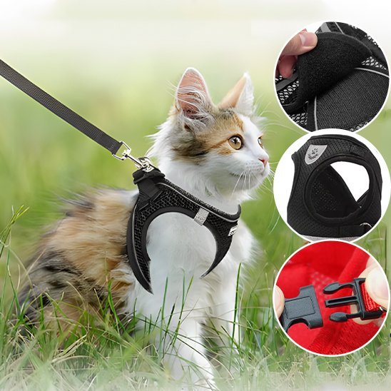 Harnais chat noir sécurisé boucle clip – chat maine coon