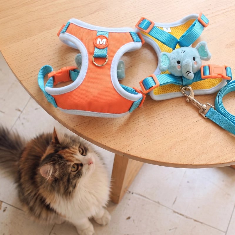 Harnais chat orange et bleu avec breloque éléphant, chaton observant depuis le sol