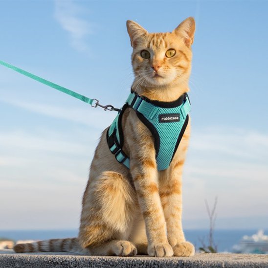 Harnais chat turquoise en maille - promenade extérieur