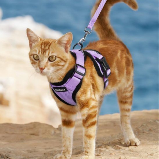 Harnais chat violet respirant - balade en plein air