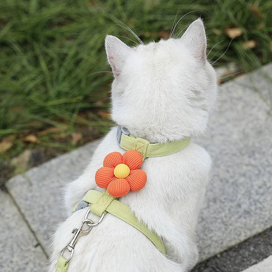 Harnais chat confortable