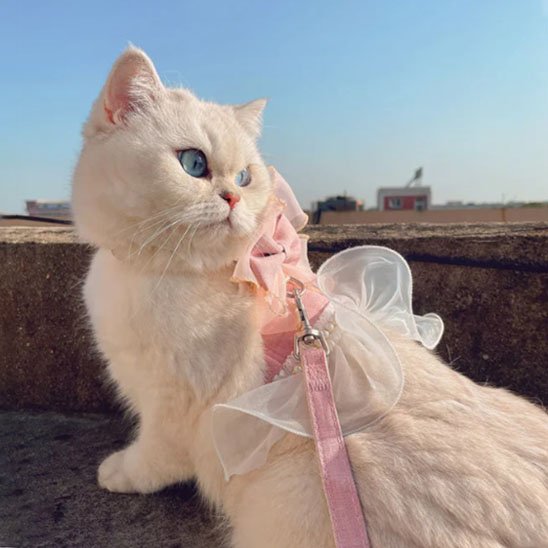 Harnais chat réglable.