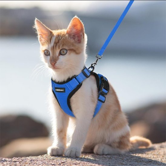 Harnais chaton bleu anti-évasion - taille petit chat