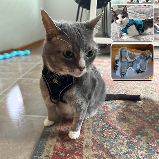 "Harnais ergonomique noir pour chat - design confortable et respirant pour balades"