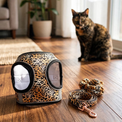 Harnais et laisse posés au sol, chat en arrière-plan