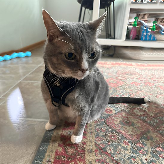  "Harnais noir ergonomique pour chat d'intérieur - système anti-évasion confortable et ajustable"