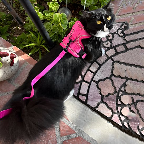  "Harnais pour chat avec laisse assortie - équipement de promenade sécurisé et stylé"