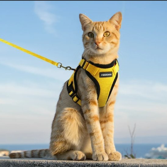 Harnais pour chat jaune avec laisse - ajustable et sécurisé