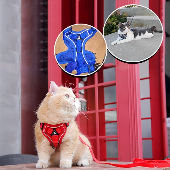 "Harnais pour chat rouge avec laisse - harnais anti-évasion pour promenade extérieure chat"