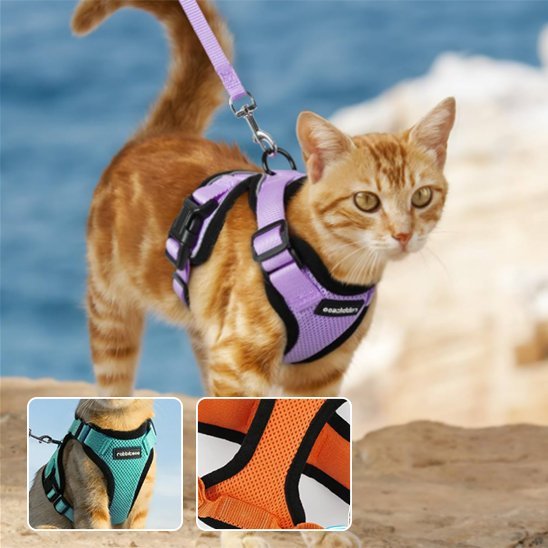 Harnais pour chat violet avec laisse - promenade sécurisée