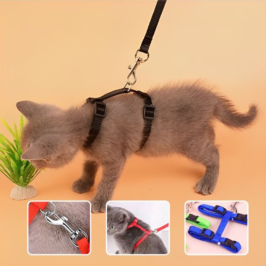 "Chat gris en mouvement avec harnais noir Minou loft et laisse, démonstration des options de couleurs disponibles (rouge, bleu) et du système d'attache"