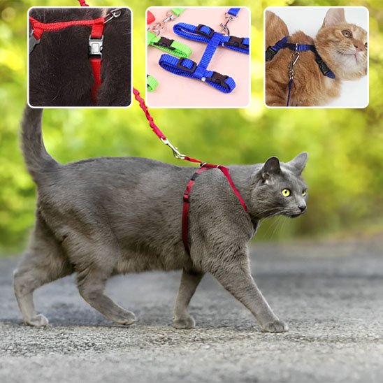"Chat gris en promenade extérieure avec harnais rouge Minou loft, présentation des variantes de couleurs et du système d'attache sécurisée"