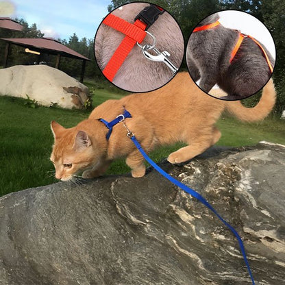 "Chat roux explorant l'extérieur avec harnais bleu Minou loft, démonstration de la sécurité en promenade et des détails de fixation"