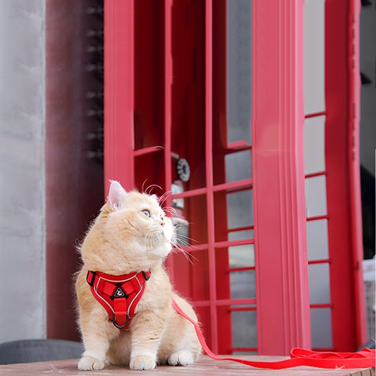 "Harnais rouge pour chat avec laisse assortie - équipement de promenade sécurisé pour chat aventurier"