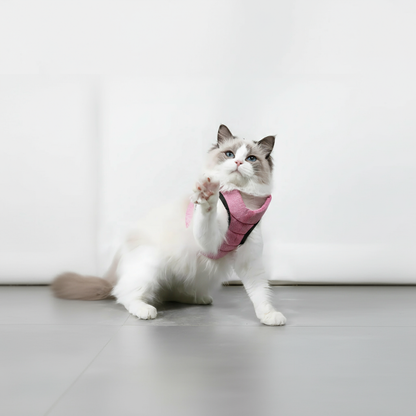 Harnais chat-Minou-loft agréable à porter est confortable.