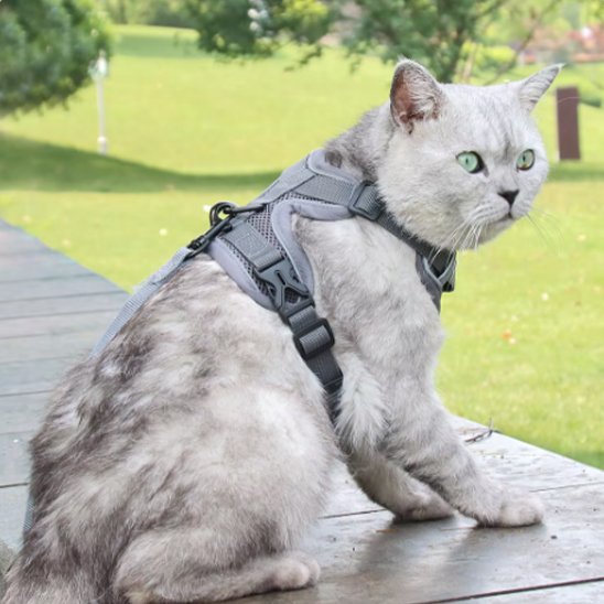 Laisse pour chat avec harnais gris ajustable et réfléchissant pour chat en extérieur