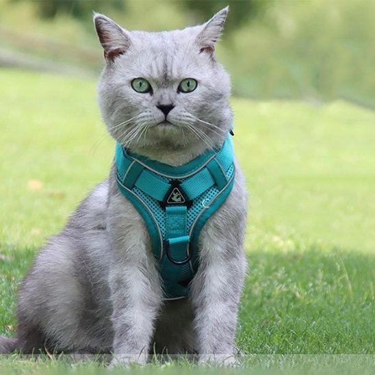 Laisse pour chat avec harnais turquoise confortable pour chat British Shorthair en extérieur