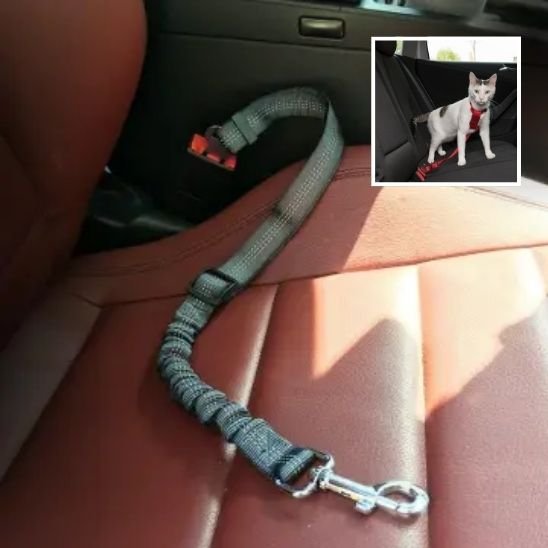 Laisse pour chat gris avec section élastique anti-traction et mousqueton de sécurité