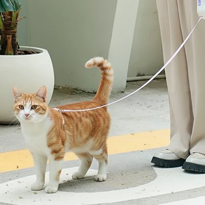  "Chat roux en laisse rétractable explorant en toute sécurité son environnement intérieur"