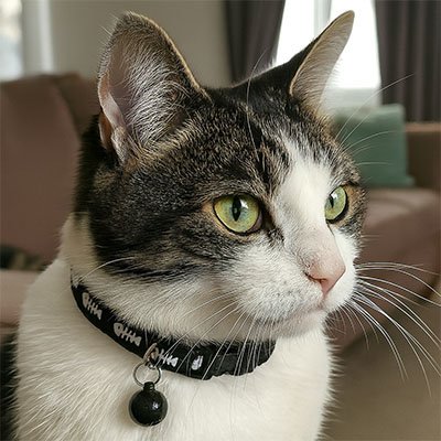 Vue d'ensemble du collier pour chat avec système d'ajustement. 