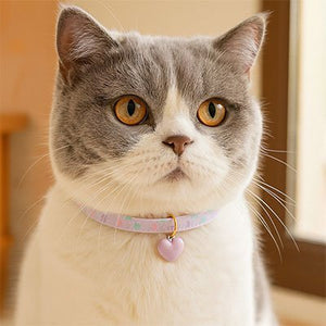 Chat british shorthair gris portant un collier rose pastel avec pendentif cœur 