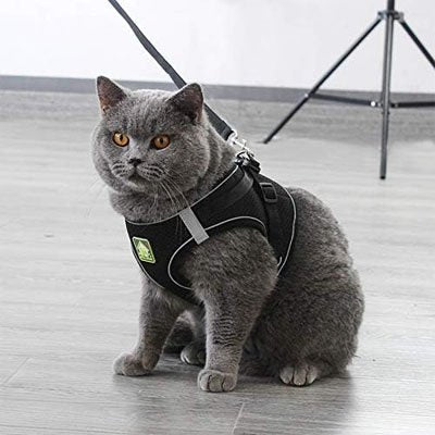 Chat portant le harnais Minou Loft confortable et ajustable en position assise. 