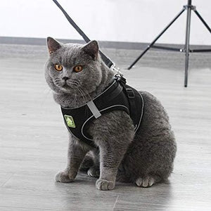 Chat portant le harnais Minou Loft confortable et ajustable en position assise. 