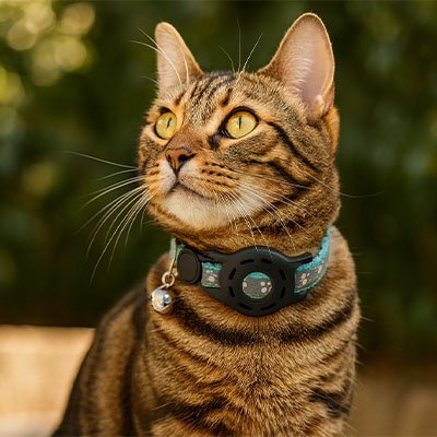 "Chat portant un collier GPS traceur Minou loft étanche et confortable"