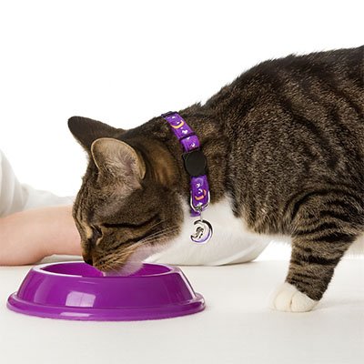 Chat tigré portant un collier GPS SafeTrack - Suivi en temps réel de votre animal. 