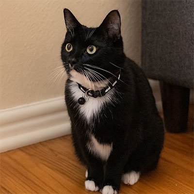 Collier chat élégant porté par un félin heureux. 