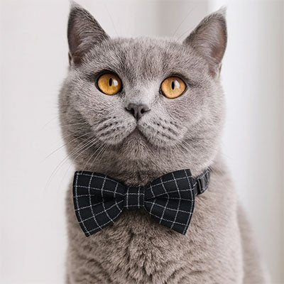 Détail du système de sécurité anti-étranglement du collier chat