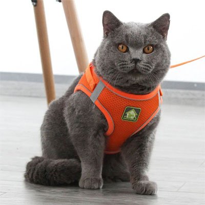 Vue détaillée du harnais chat sécurisé avec système d'attache et boucles réglables. 