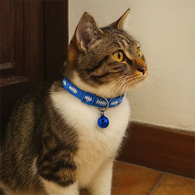 Détail du collier chat ajustable de qualité premium. 