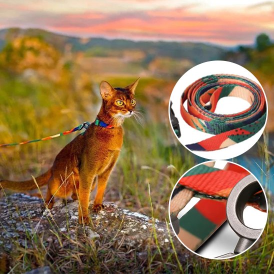 Chat en promenade extérieure équipé du harnais Minou Loft Sérénité. 