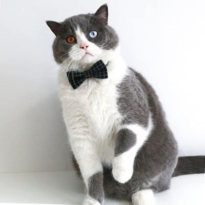 Collier chat disponible en plusieurs couleurs et tailles