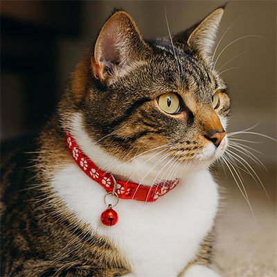 Collier chaton Sécuri-Style - Détail de la clochette et du design