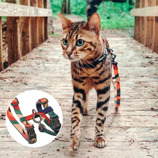 Chat confortablement installé avec le harnais anti-évasion Minou Loft