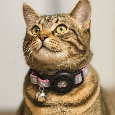 "Collier GPS chat Minou loft - vue d'ensemble des fonctionnalités et accessoires"