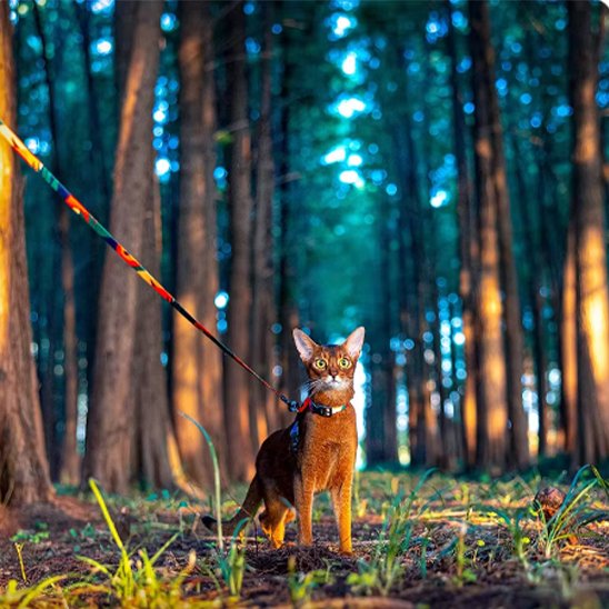 Chat explorant en toute sécurité avec le harnais Minou Loft réglable. 