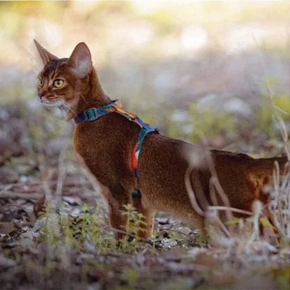 Chat actif portant le harnais Minou Loft offrant liberté de mouvement. 
